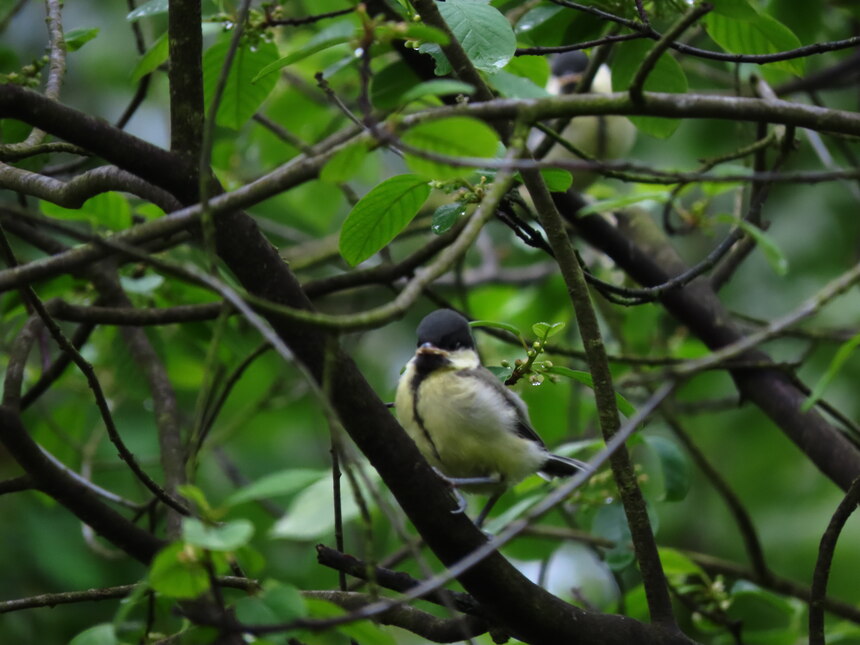 Kohlmeise Jungvogel