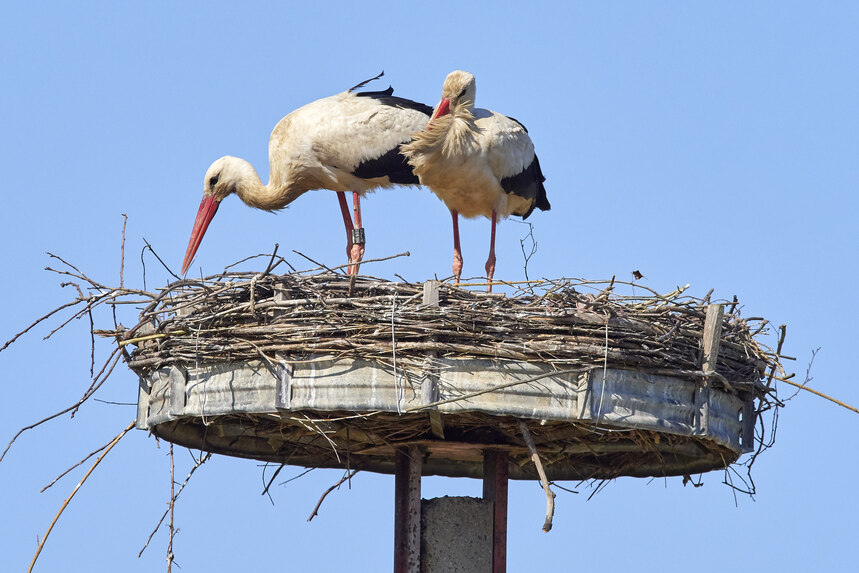 Weißstörche im Nest